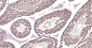 HSP70 Recombinant Rabbit mAb